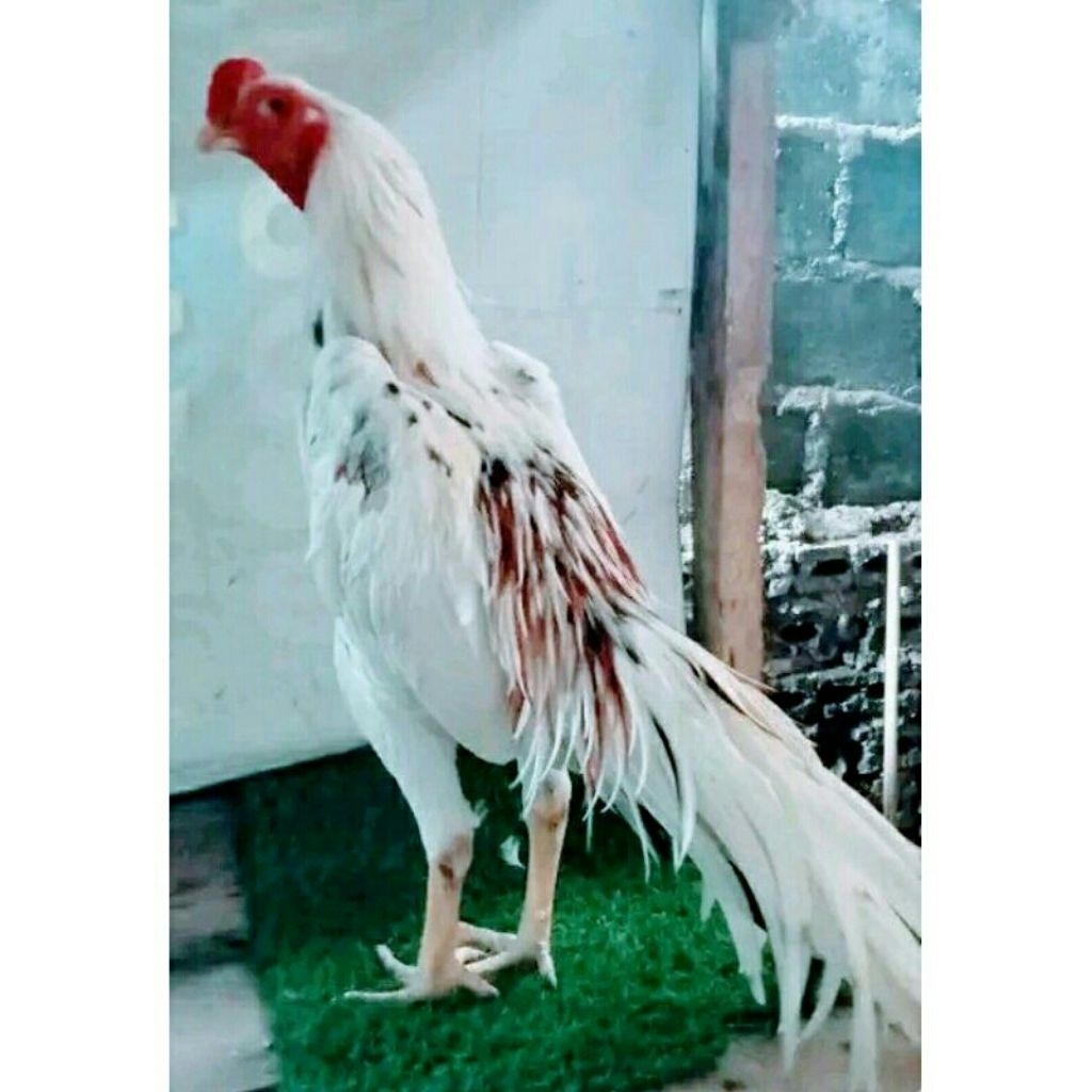 

Paket hemat 3 Telur Ayam Bangkok Blorok Ekor Lidi fertil siap untuk ditetaskan