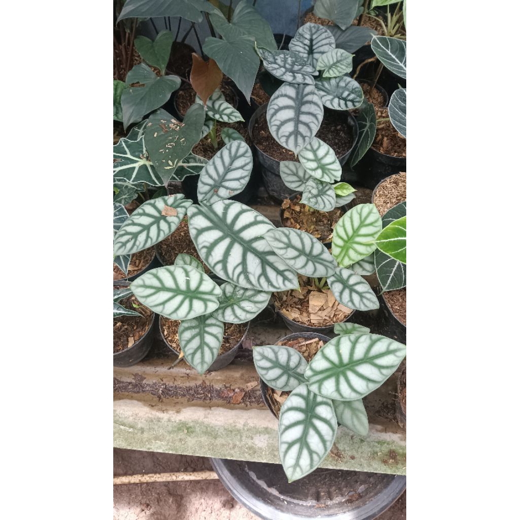Tanaman hian alocasia tengkorak