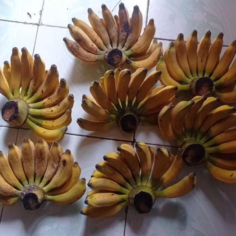 

PISANG RAJA BULU 1 SISIR