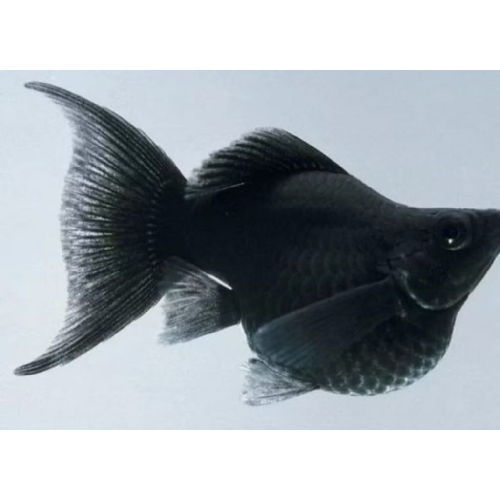 black cawang. molly black cawang paketan