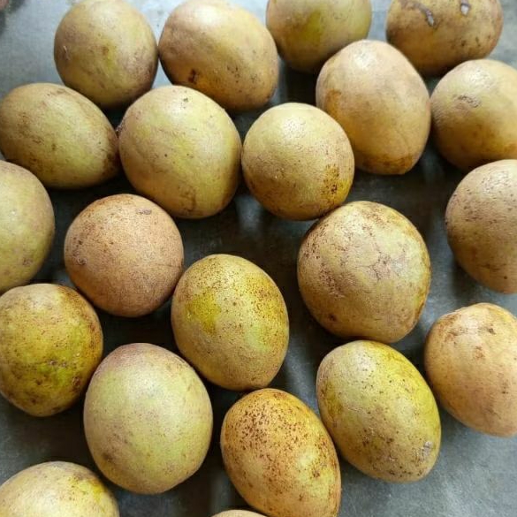 

1KG BUAH SAWO MADU TUA SIAP MATANG