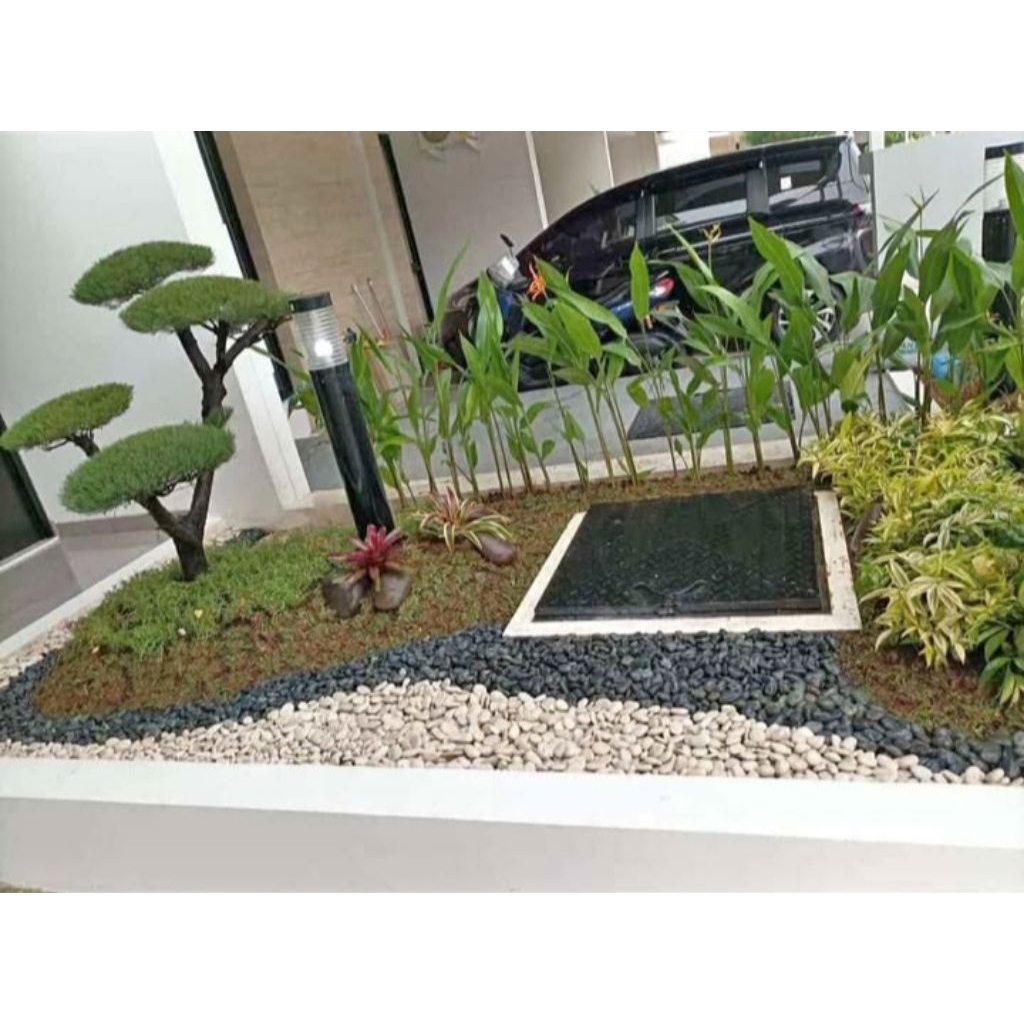 bonsai cemara udang hiasan taman