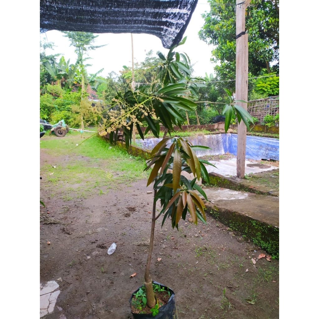 Bibit Mangga Berbunga - Mangga Super Unggul - Bibitt Tanaman Mangga Berbunga