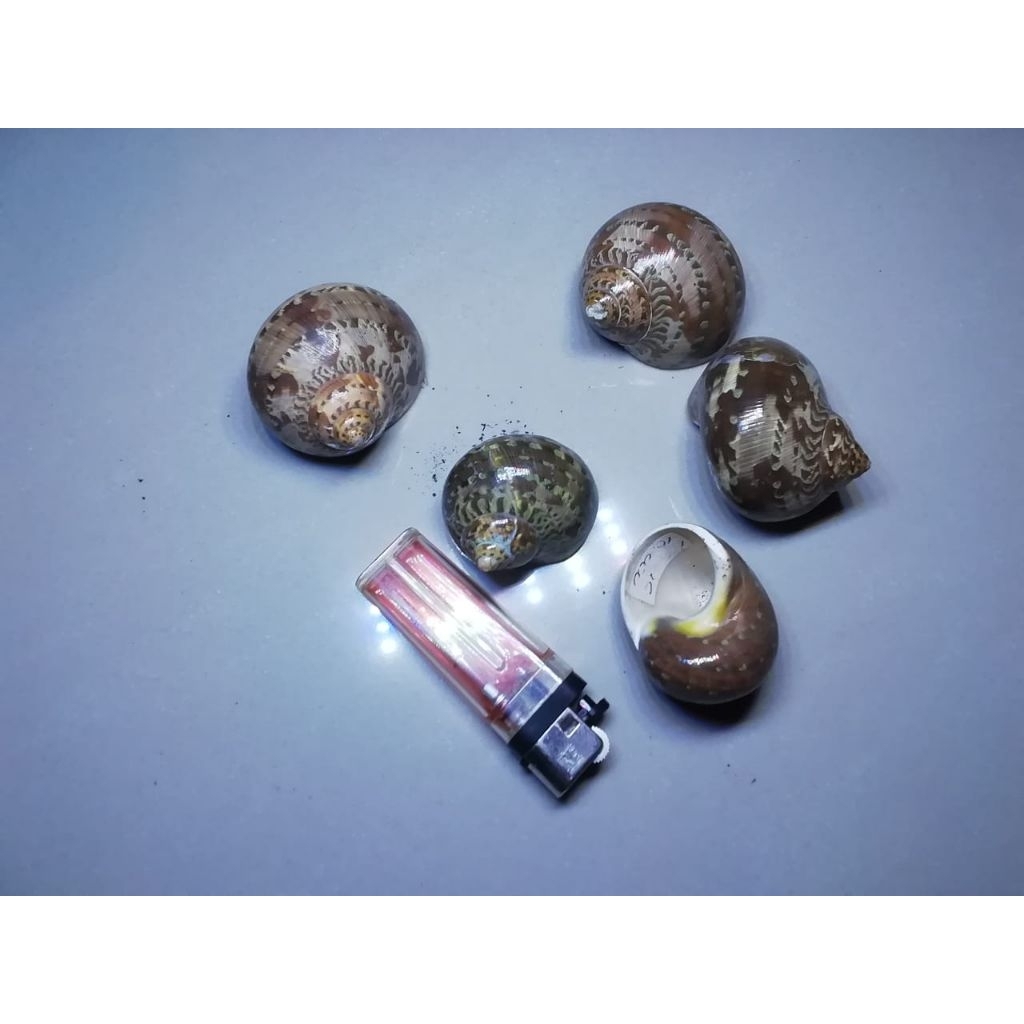 

cangkang kerang petholatus size +-40gr