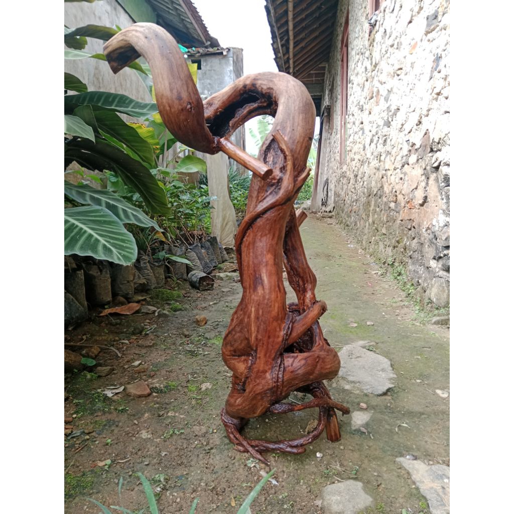 AKAR KAYU MIMANG SANTIGI. UNIK ALAMI DAN JARANG DITEMUKAN. MULTI PUNGSI .