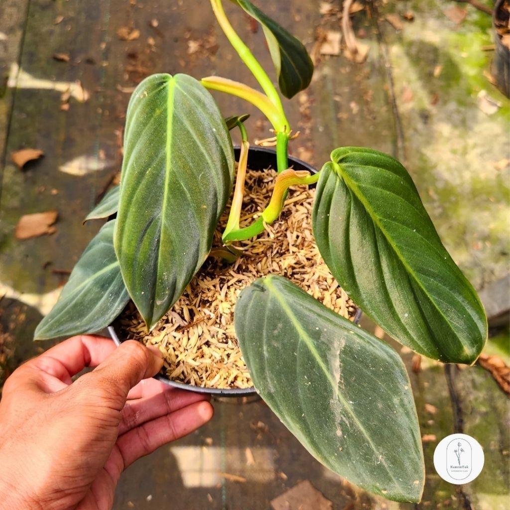 Philodendron Gigas - Nanemyuk