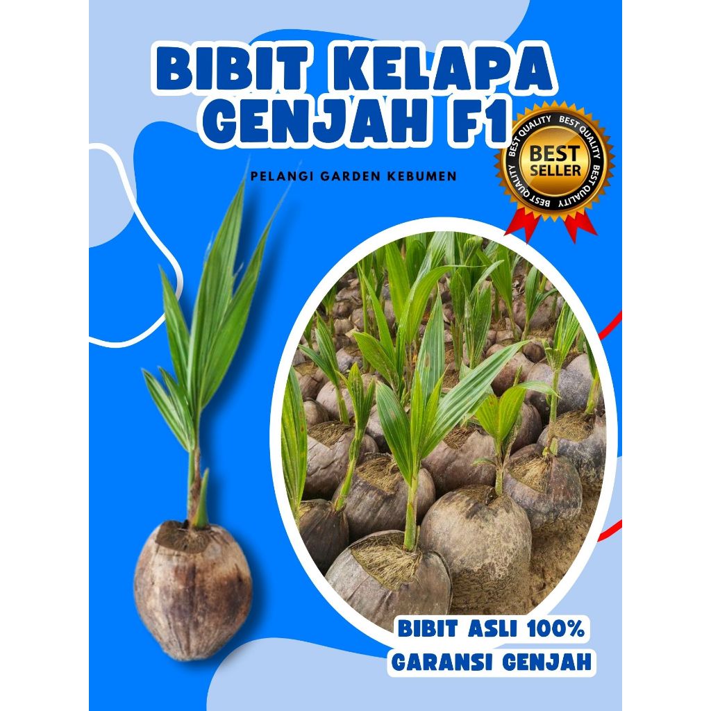 SUDAH DIKUPAS  Bibit Buah Kelapa Genjah Hibrida F1, Bibit Buah Kelapa Genjah Kebumen F1