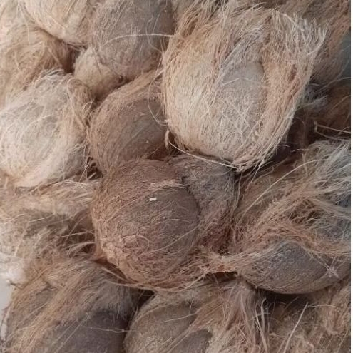

Kelapa Tua Simpang Empat, Pasaman Barat