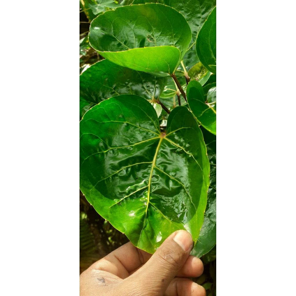 

DAUN MANGKOKAN SEGAR PER LEMBAR