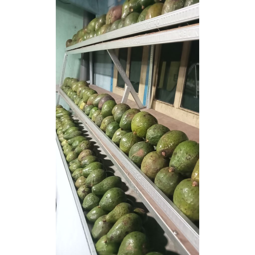 

Alpukat Mentega 1kg