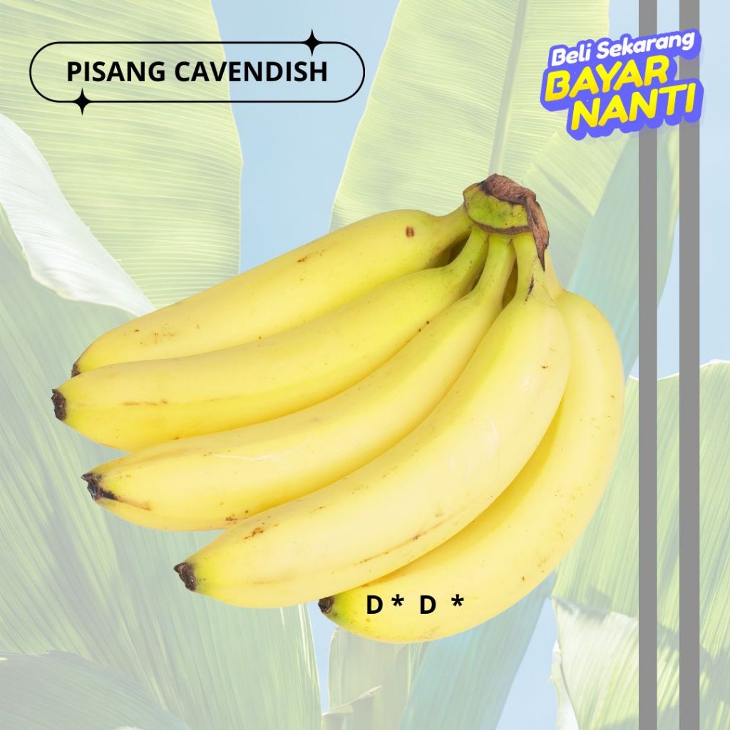 

PISANG CAVENDISH MANIS