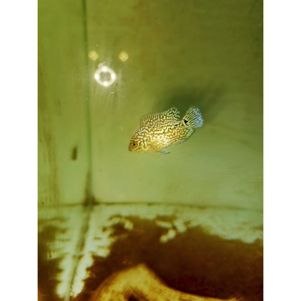 burayak ikan louhan cencu dan kamfa