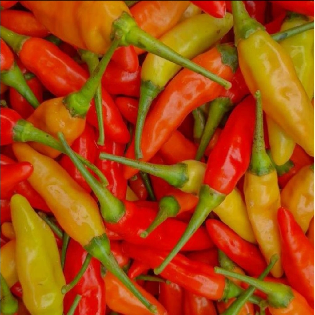 

Cabet Rawit Merah 500gr Fresh Setiap Hari