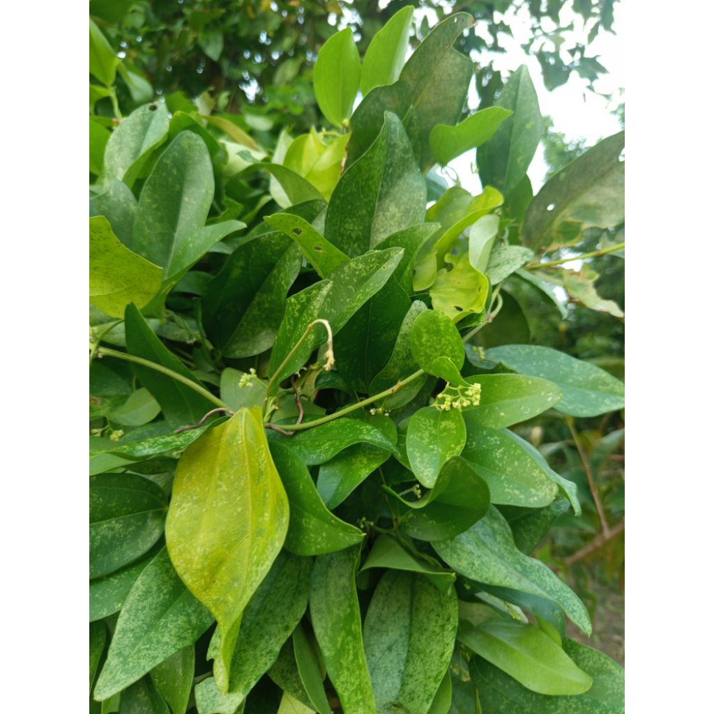

Daun cincau rambat