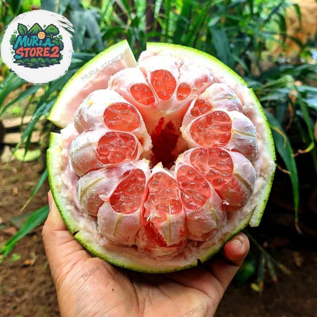 

Jeruk Pamelo Madu MURIA berat 1kg-1,4kg - Buah Segar Manis Tanpa biji