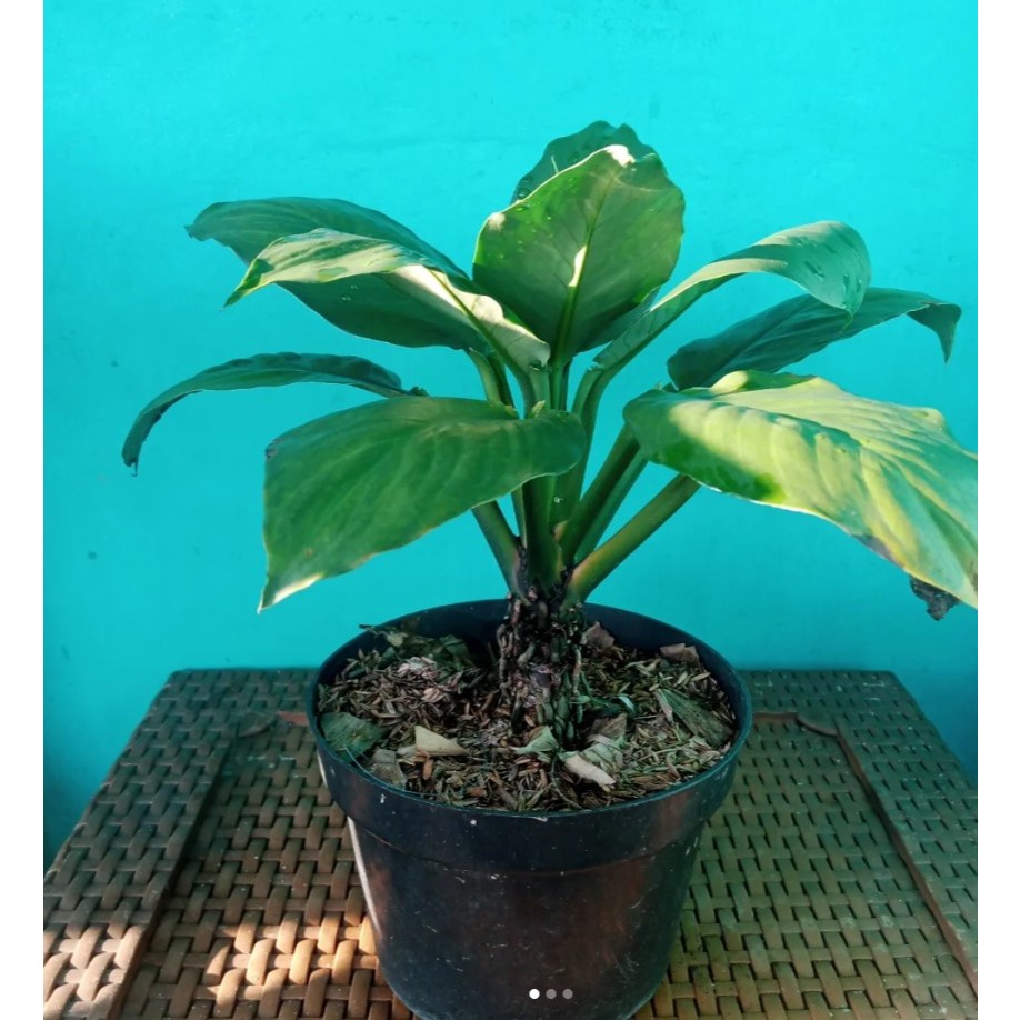 Aglaonema Silver Bay
