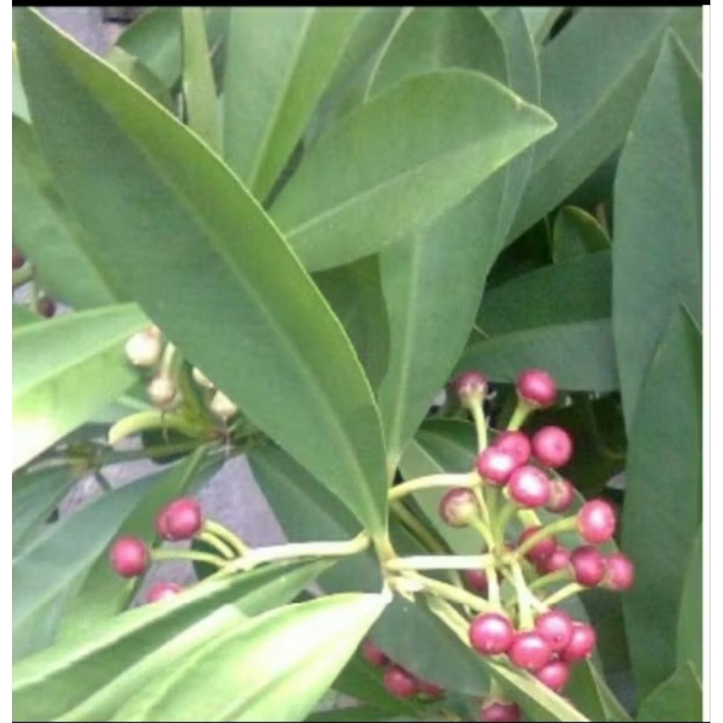 

500gram daun tanaman lampeni herbal (Ardisia eliptica)