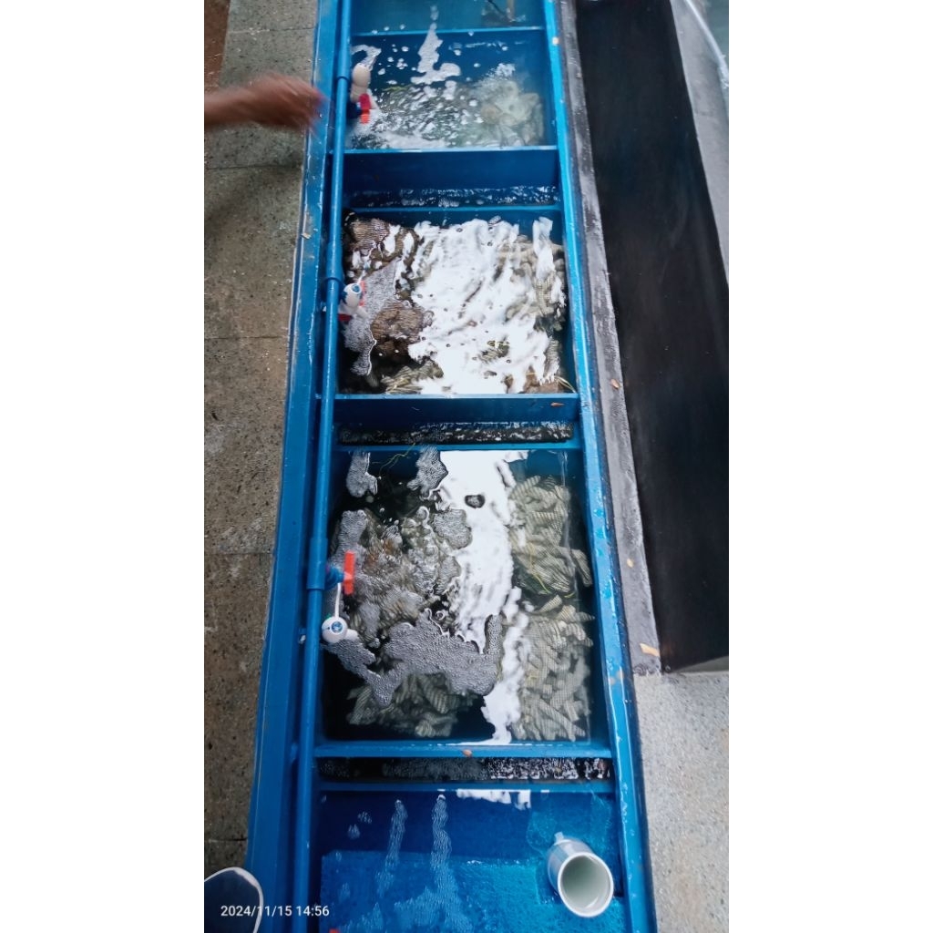 FILTER KOLAM IKAN KOI/KOLAM IKAN