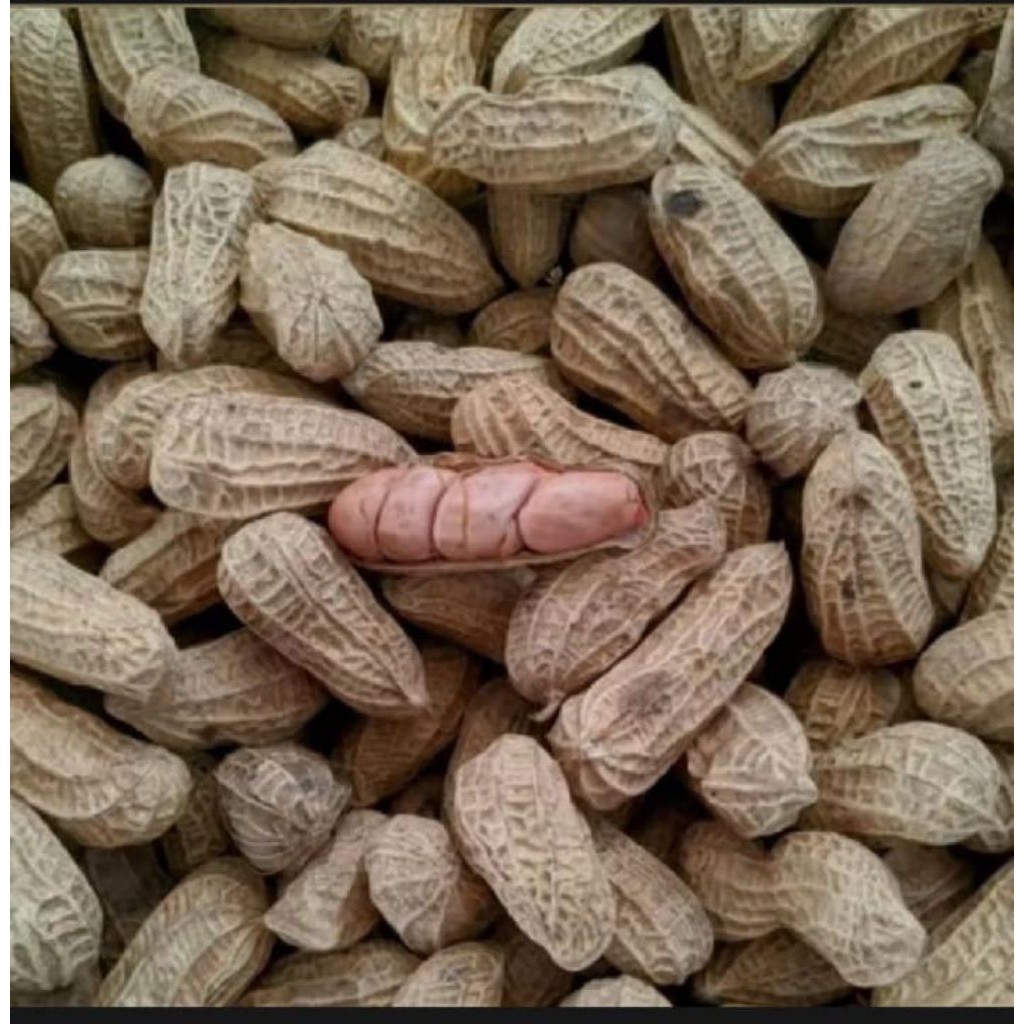 

Kacang Sanggrai Garing Isi utuh Kacang Asin Sanggrai ukuran 250 Gram