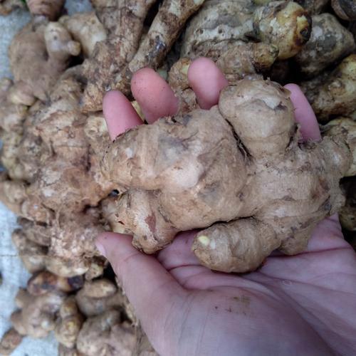 

Jahe | jahe jumbo | jahe gajah