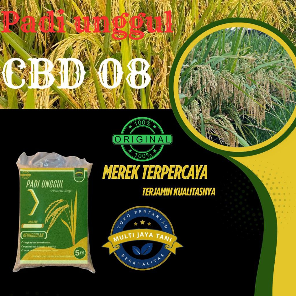 BENIH PADI UNGGUL CBD 08 kemasan 5kg kualitas premium