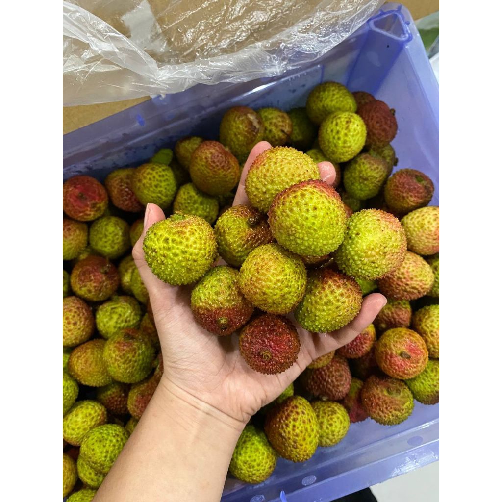 

LECI HIJAU MADU 1KG REALPICT MANIS BESAR