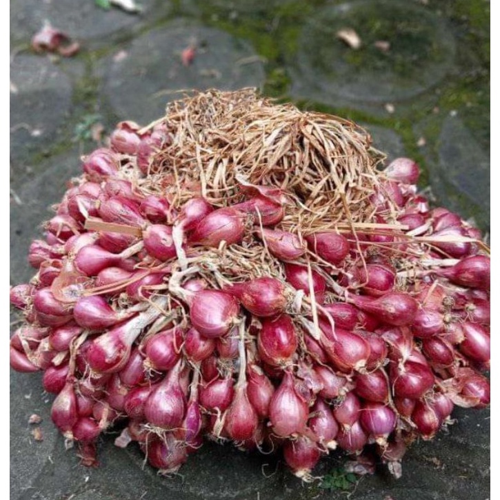 KODE N45J 1kg bibit siap tanam bawang merah Bima Brebes
