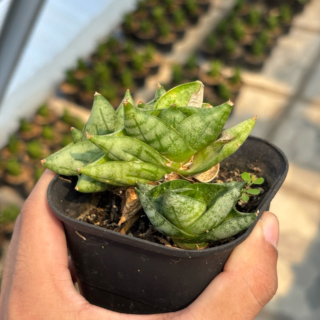 Sansevieria Boncel New Clone BNC