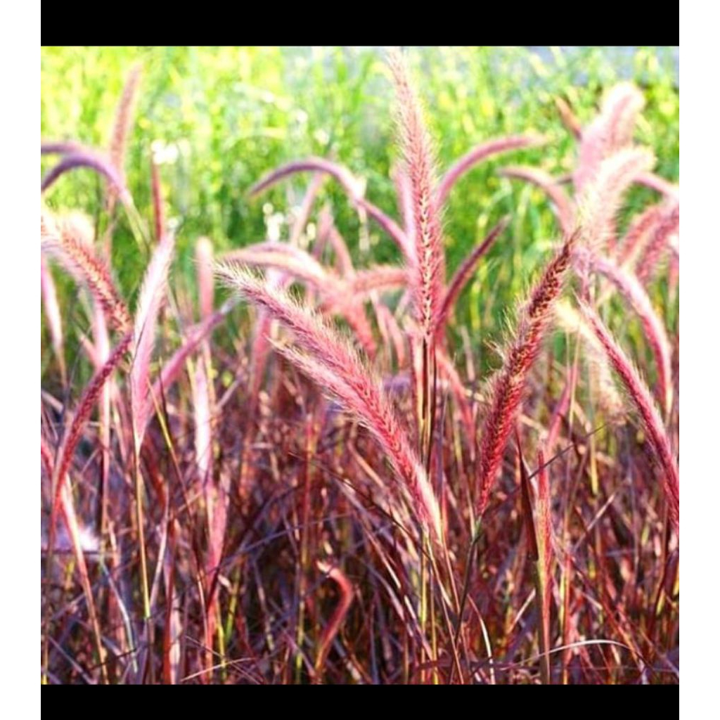 Ilalang ekor tupai merah - Alang Alang merah