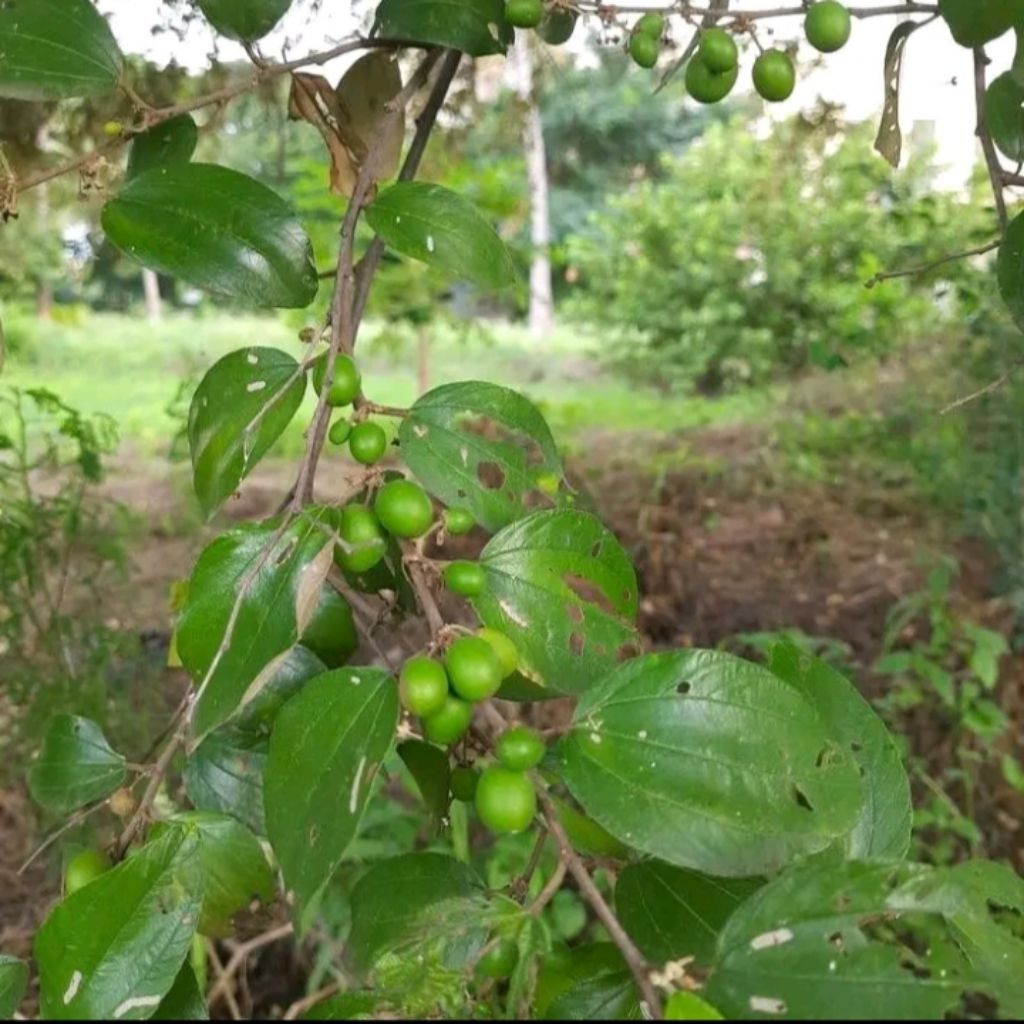 

Buah Bidara Arab Aseli 20 Buah
