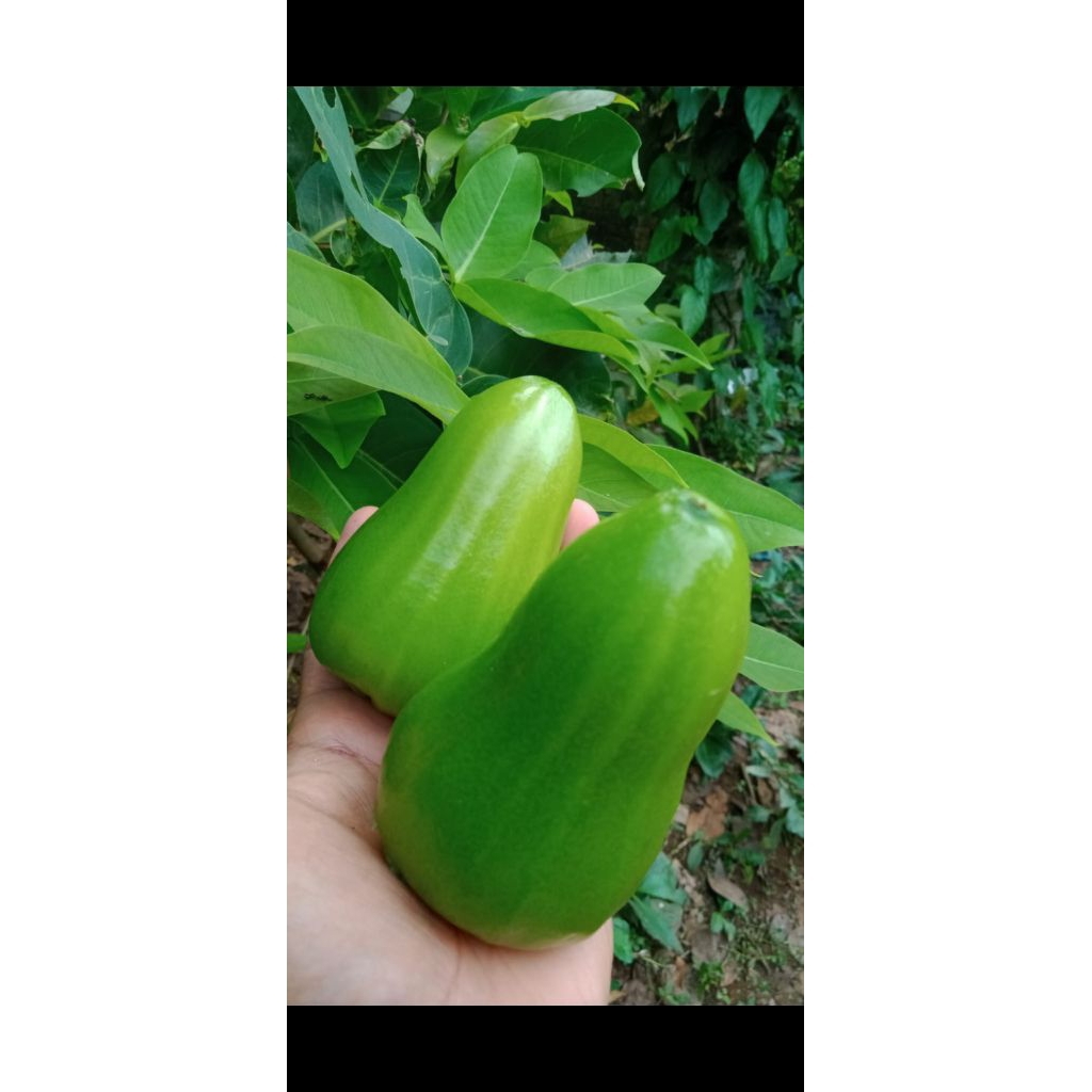 CANGKOK STABIL POLIBAG JAMBU AIR GREEN GIANT