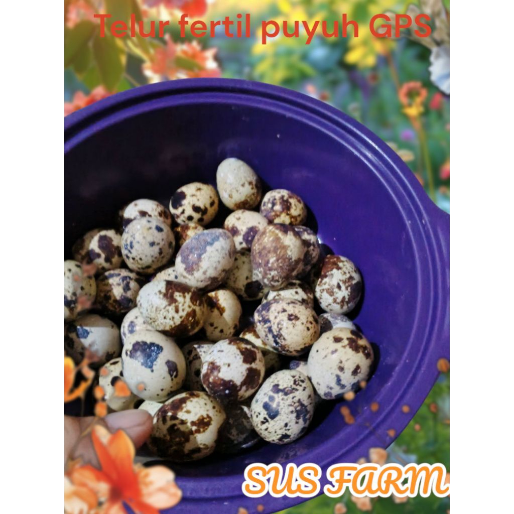 

Telur fertil puyuh yg sudah cocok buat indukan