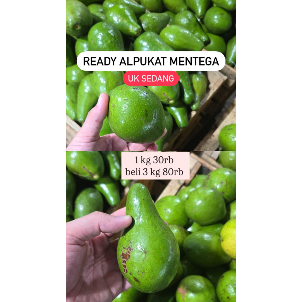 

alpukat mentega promo