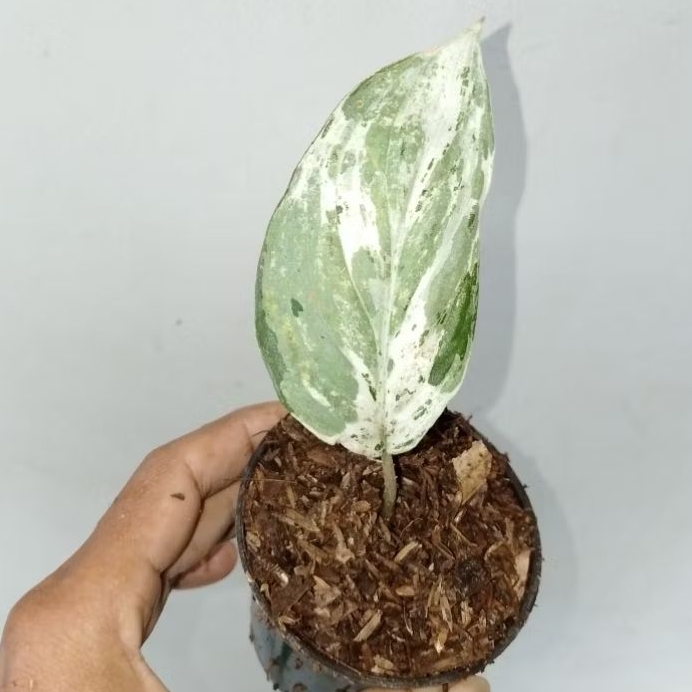 Scindapsus Marble Quen (Satu Daun Pancing)