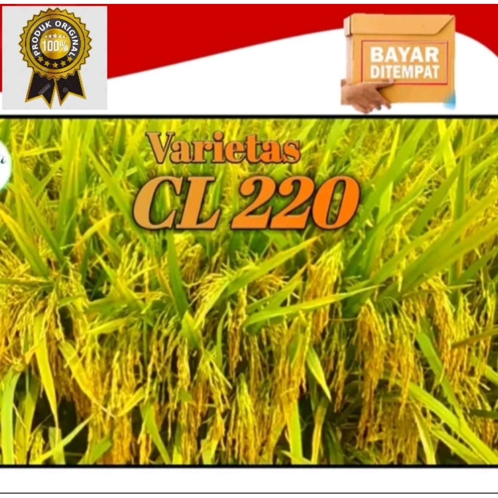 Benih Padi Unggul CL220 / CL284 Bibit Unggul kemasan 5kg