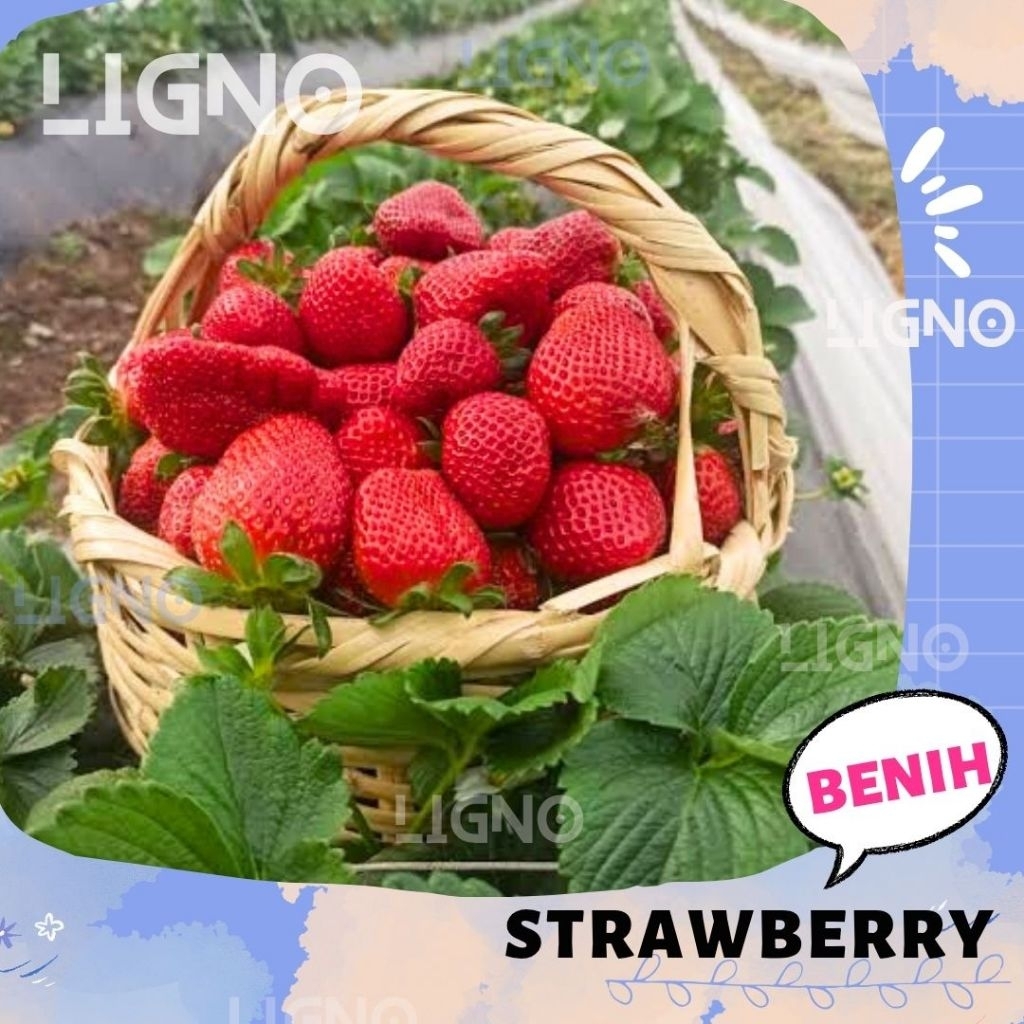 Benih STRAWBERRY  - Import Biji Buah