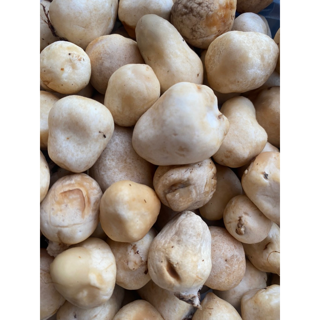 

jamur kancing fresh murah per 100gr