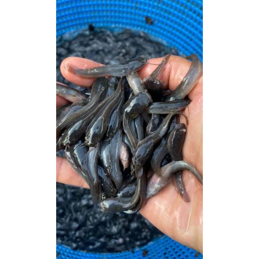 Bibit ikan lele Sangkuriang 100ekor. 5-6cm