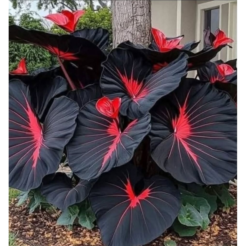Tanaman Hias Keladi Black Thai Series Bunga Hias Keladi Caladium Anakan Murah BUKAN BONGGOL Tanaman 