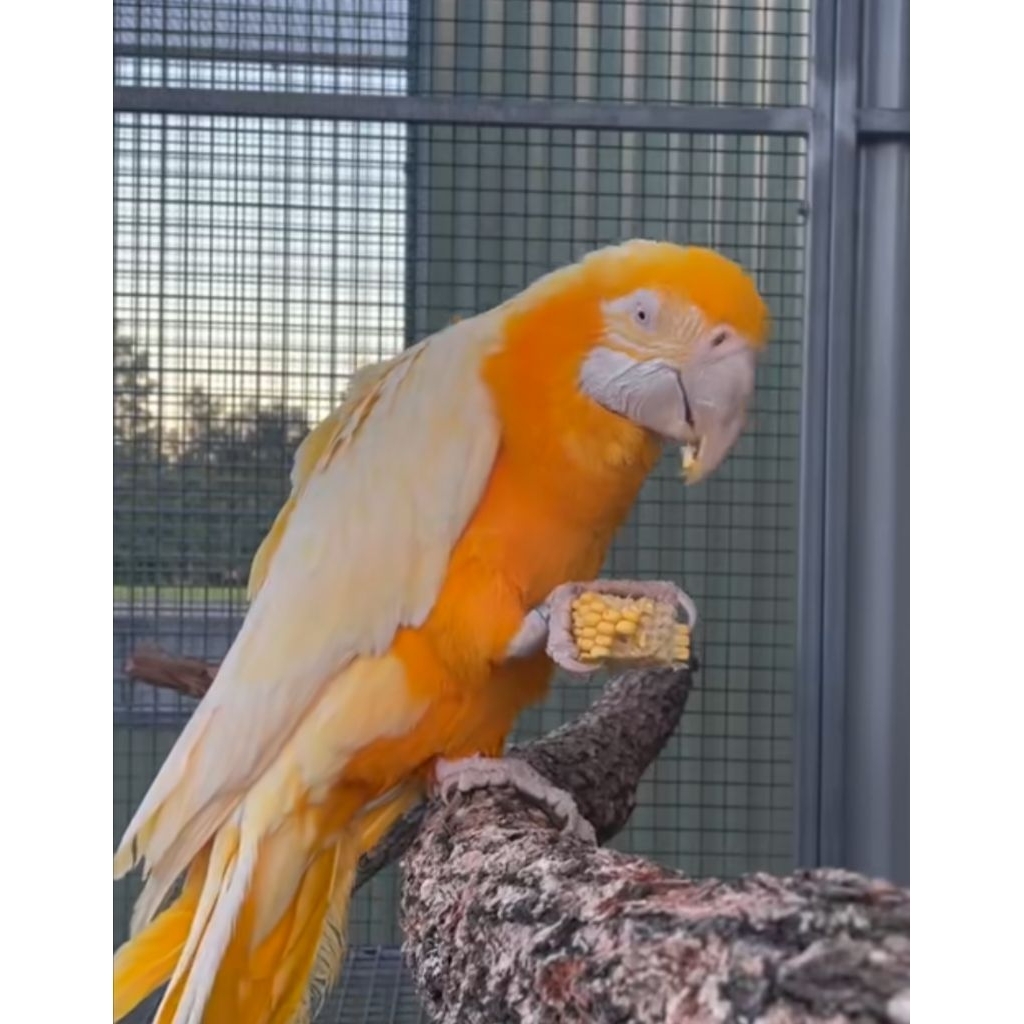 

TELUR FERTIL MACAW ALBINO GRADE A++ FERTIL SIAP TETAS