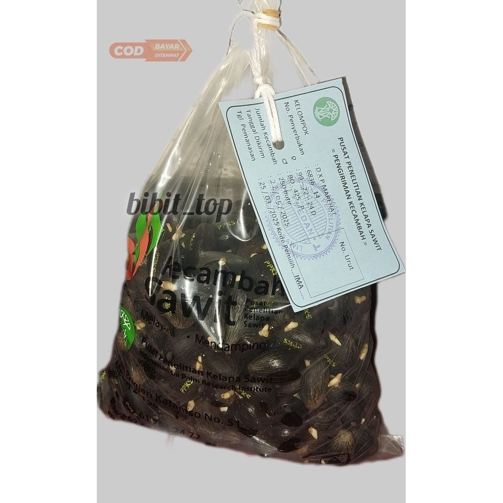 kecambah sawit PPKS MAREHAT bibit unggul