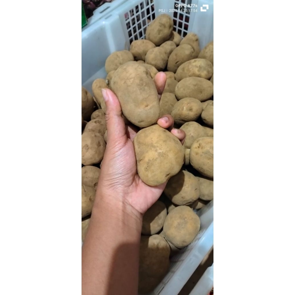 

KENTANG TANGGUNGAN
