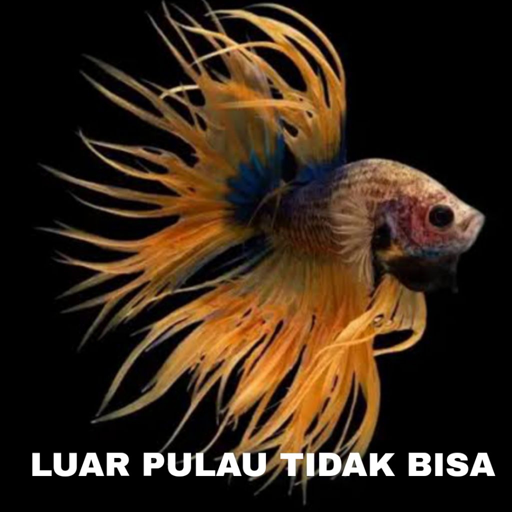 produk langka cupang crown tail bergaransi