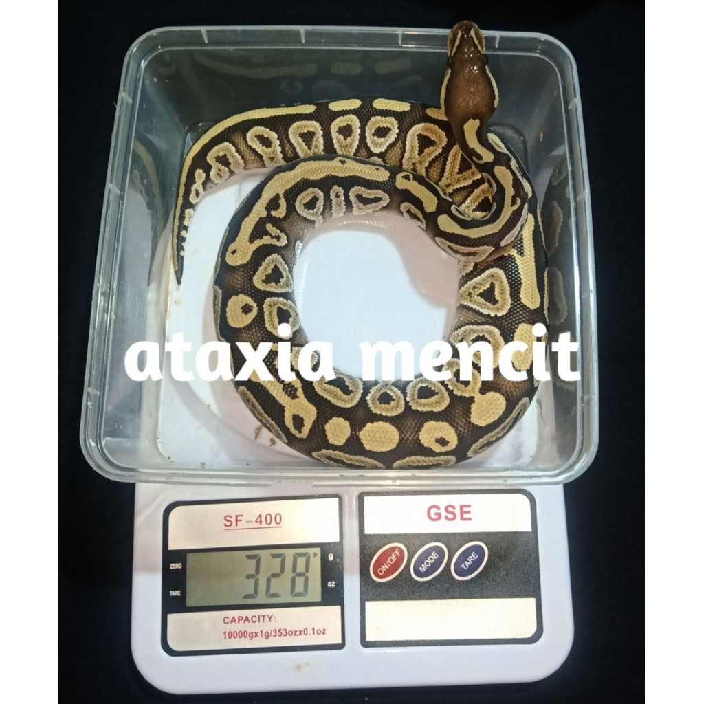 Ball python mojave het clown betina