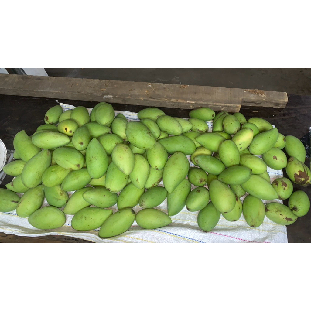 

MANGGA MUDA 1KG