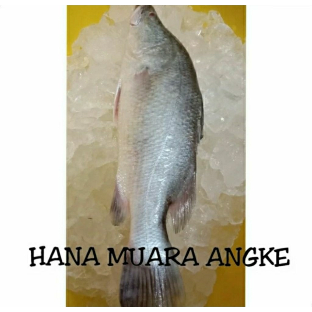 

KAKAP PUTIH/BARAMUNDI FRESH