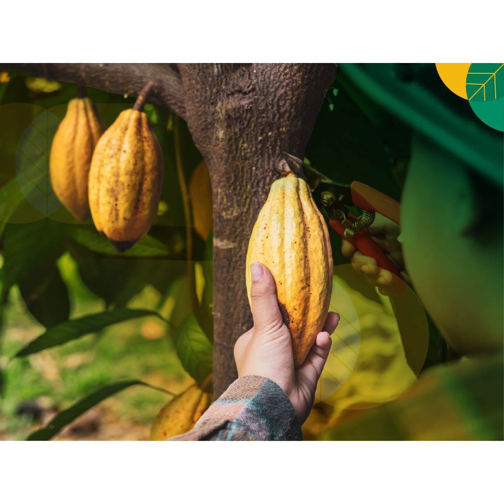 

buah coklat kakao cacao matang masak pohon