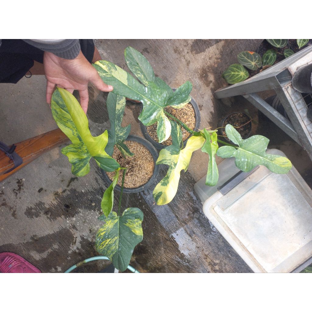 Tanaman Hias Philodendron Violin Variegata size dewasa/mature
