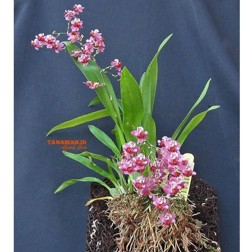 Anggrek Oncidium hybrid berbunga wangi ( twinkle pink bloom)