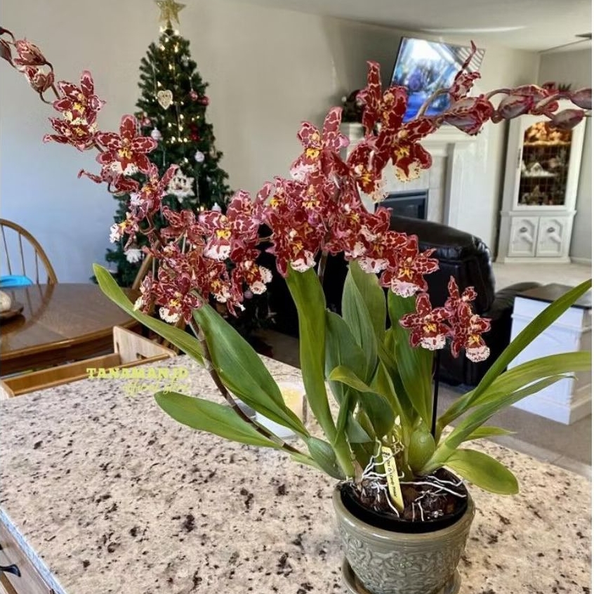 Anggrek Oncidium hybrid berbunga wangi ( Eye Candy)